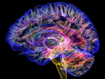 www.操批在线观看大脑植入物有助于严重头部损伤恢复
